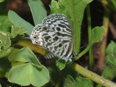 Leptotes pirithous