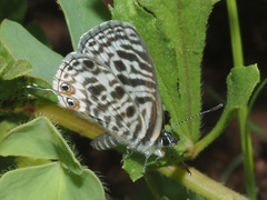 Leptotes pirithous