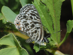 Leptotes pirithous