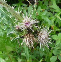 Cirsium osterhoutii