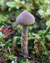 Cortinarius angelesianus
