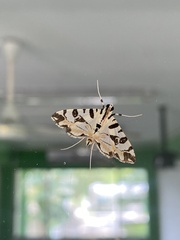 Conchylodes salamisalis