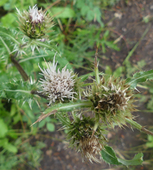 Cirsium osterhoutii