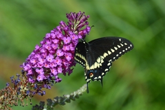 Papilio polyxenes