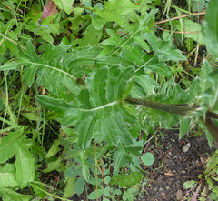 Cirsium osterhoutii