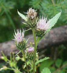 Cirsium osterhoutii