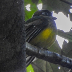 Trogon rufus