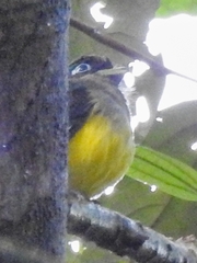 Trogon rufus