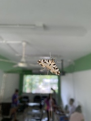 Conchylodes salamisalis