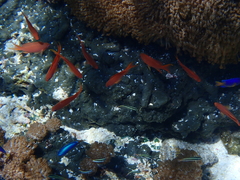 Pseudanthias
