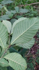 Tabernaemontana glabra