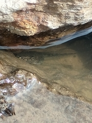 Hyla arenicolor