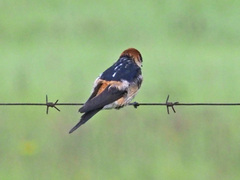 Cecropis cucullata