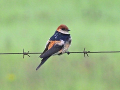 Cecropis cucullata