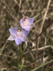 Thelymitra brevifolia