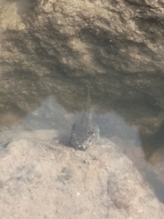Hyla arenicolor