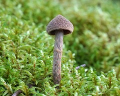 Cortinarius angelesianus