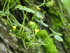 Oxalis megalorrhiza