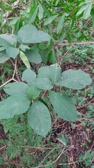 Tabernaemontana glabra