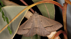 Isturgia penthearia