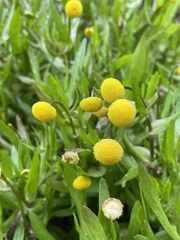 Cotula coronopifolia
