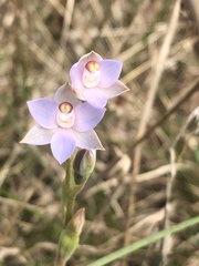 Thelymitra brevifolia