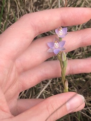 Thelymitra brevifolia