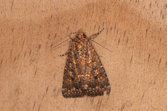 Hypoperigea tonsa