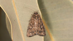 Hypoperigea tonsa