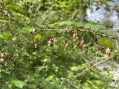 Ribes divaricatum