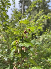 Ribes divaricatum