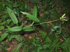 Tadehagi triquetrum