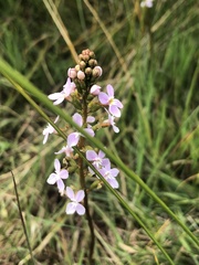 Stylidium graminifolium
