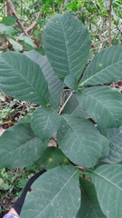 Tabernaemontana glabra