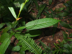 Tadehagi triquetrum