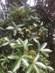 Pseudopanax colensoi