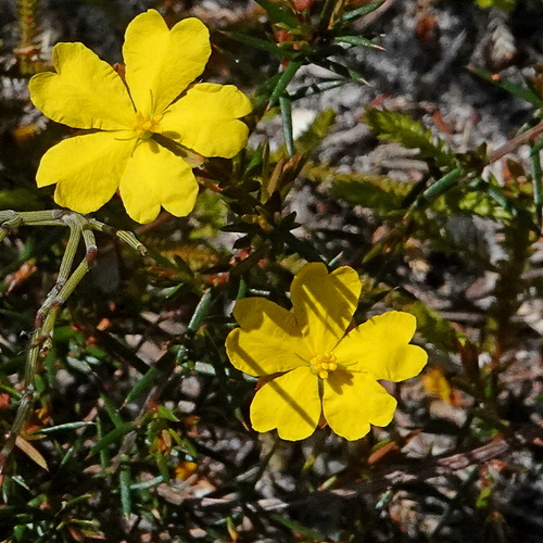 Image of Hibbertia acicularis by (c) Max Campbell, some rights reserved (CC BY)