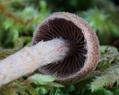 Cortinarius angelesianus