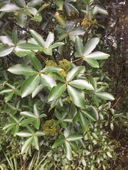 Pseudopanax colensoi