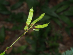 Tadehagi triquetrum