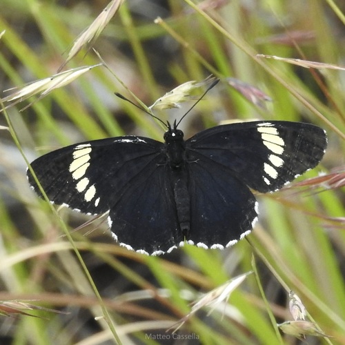 Black Patch