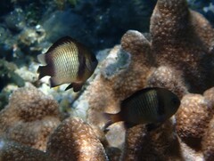 Dascyllus reticulatus