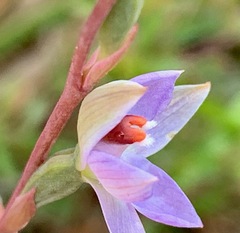 Thelymitra brevifolia