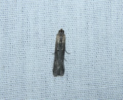 Elasmopalpus lignosella