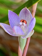 Thelymitra brevifolia