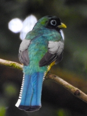 Trogon rufus