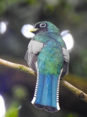 Trogon rufus