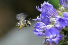 Anthophora terminalis