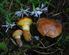 Suillus clintonianus