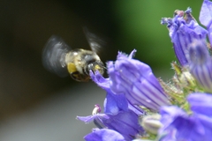Anthophora terminalis